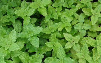 Beneficii pentru organism oferite de …