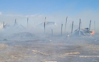 Peste 300 de animale au …