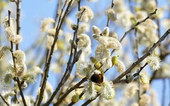 Duminica Floriilor Sărbătoarea intrării Domnului …