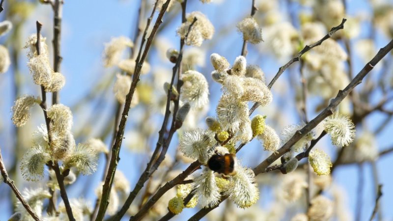 Duminica Floriilor Sărbătoarea intrării Domnului în Ierusalim. Tradiţii și obiceiuri