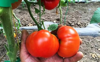 Cum să faci stropirea roșiilor …