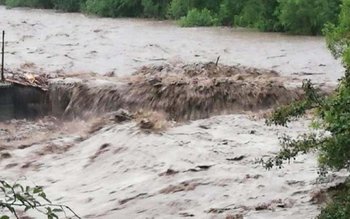 Cod Galben și Portocaliu de …