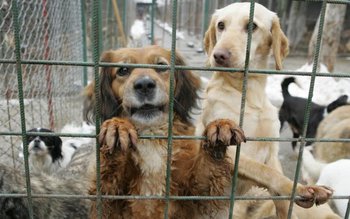 Sancțiuni mai aspre pentru cei …