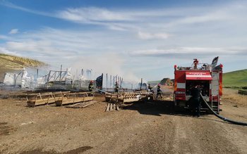 Peste 200 de oi au …