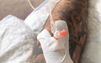 Mario Fresh a ajuns la …