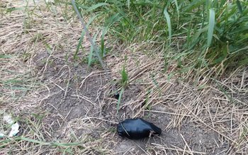 Acțiunea necugetată a unui botoșănean …