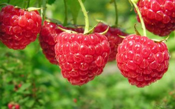 Beneficiile zmeurei. Poate ține departe …