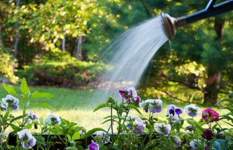 Ora potrivită din zi pentru a îți uda grădina. Experții spun că așa nu ți se strică plantele