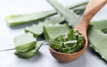 Aloe Vera, planta medicinală eficientă …