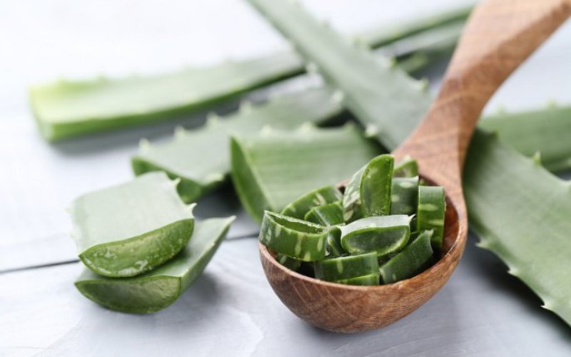 Aloe Vera, planta medicinală eficientă în tratarea unor boli, dar și pentru menținerea tinereții