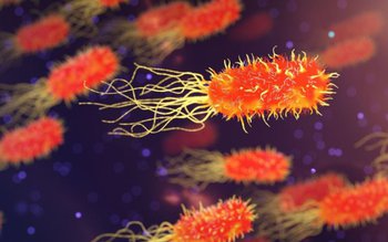 Alertă de holeră în Suceava. …