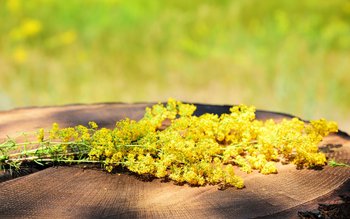 Sânzienele sau Drăgaica, noaptea magică …