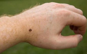 Te-a mușcat de o căpușă? …