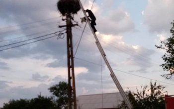 Doi pui de barză salvați …