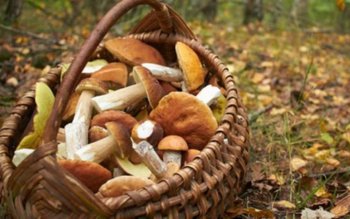 Cum să recunoaștem și cum …