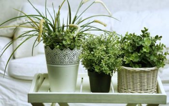 Plante care țin stresul la …