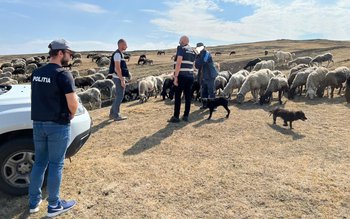 Stânele din județ verificate de …