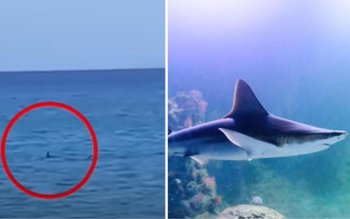 Alertă pe o plajă din …