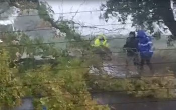 Copac rupt de furtună care …