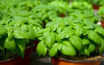 Planta care luptă cu depresia, …