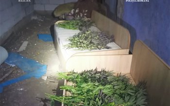 Tânăr reținut pentru cultivare de …