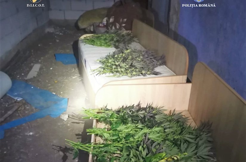 Tânăr reținut pentru cultivare de droguri - FOTO