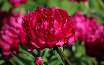 Bujorul devine floarea națională a …