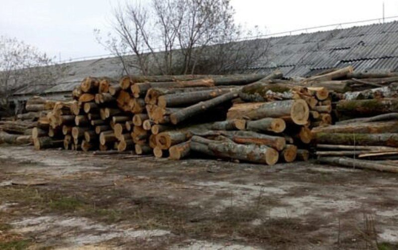 Amendă și 4 metri cubi de lemne confiscate de la o societate din Lunca