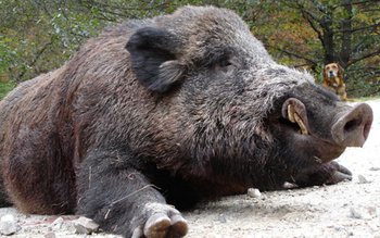 Botoșănean prins cu mistrețul în …