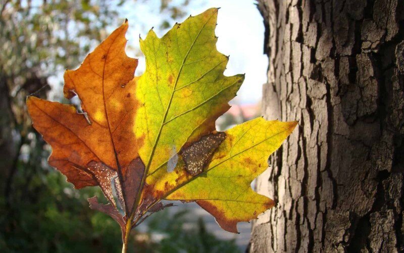 Prognoza meteo ANM pentru noiembrie! Val de aer tropical în România: vor fi 26 grade Celsius