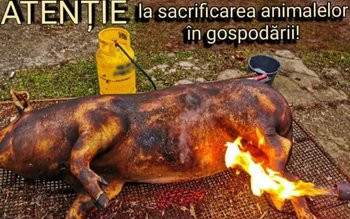 Recomandări la sacrificarea animalelor și …