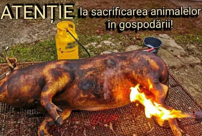 Recomandări la sacrificarea animalelor și afumarea preparatelor din carne