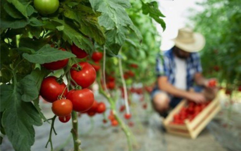 Producătorii agricoli beneficiază de ajutor de stat pentru o perioadă de trei ani. Proiectul a fost adoptat de Senat