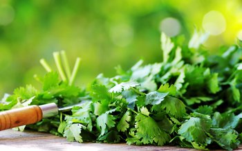 Beneficiile ceaiului de coriandru pentru …