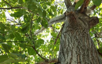 Cei care taie acest copac …