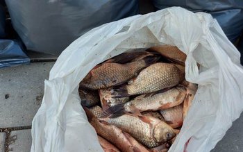 90 de kilograme de pește …