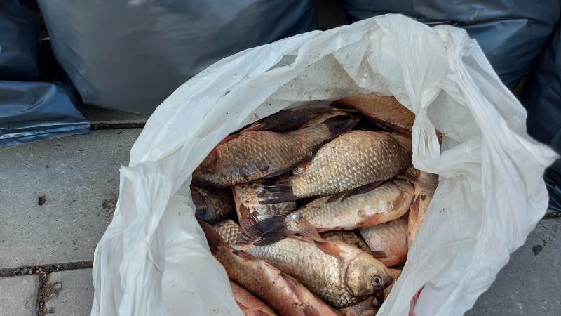 90 de kilograme de pește deținute ilegal indentificate de polițiști