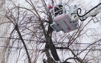 Intervenție a pompierilor pentru toaletarea …