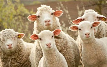 A ajuns după gratii după …