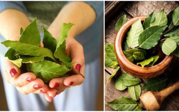 Frunzele de dafin ajută la …