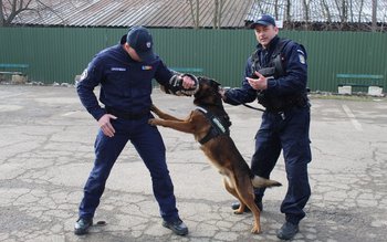 Ești atacat de un câine …