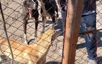 Acțiune a polițiștilor din cadrul …