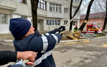 Un copac scos din rădăcini …