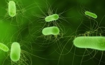 Bacteria letală care a început …