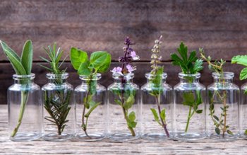 Plante care ne alungă durerea …