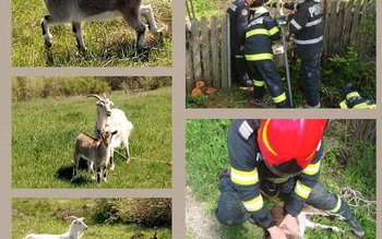 Capră căzută într-o fântână din …