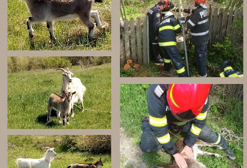 Capră căzută într-o fântână din Saucenița, salvată de pompierii dorohoieni