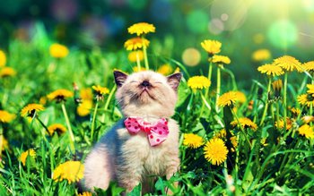 Când prea frig, când prea …