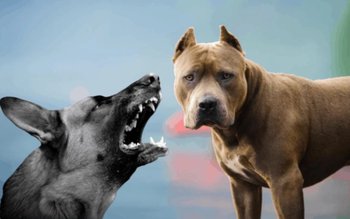 Se măresc amenzile pentru proprietarii …