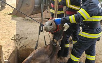 Cal salvat de pompieri după …